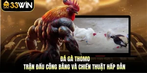 Đá Gà Thomo - Trận Đấu Công Bằng Và Chiến Thuật Hấp Dẫn