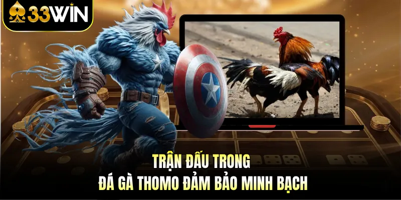 Trận đấu trong đá gà Thomo đảm bảo minh bạch